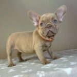 Bonni-female-french-bulldog-puppy-for-sale-1 (1)