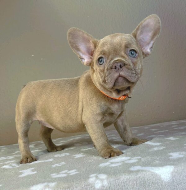 Bonni French Bulldog Bonni French Bulldog