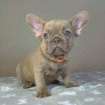 Bonni-female-french-bulldog-puppy-for-sale-1 (2)