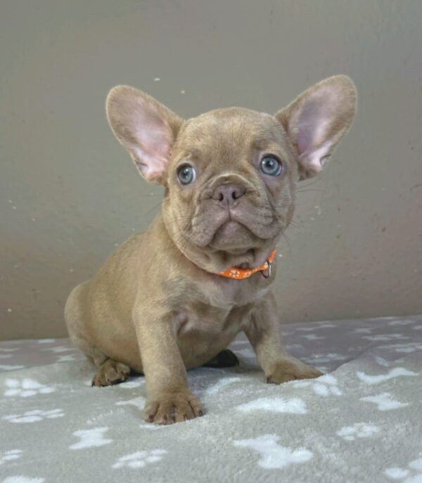 Bonni French Bulldog Bonni French Bulldog