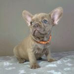 Bonni-female-french-bulldog-puppy-for-sale-1 (3)