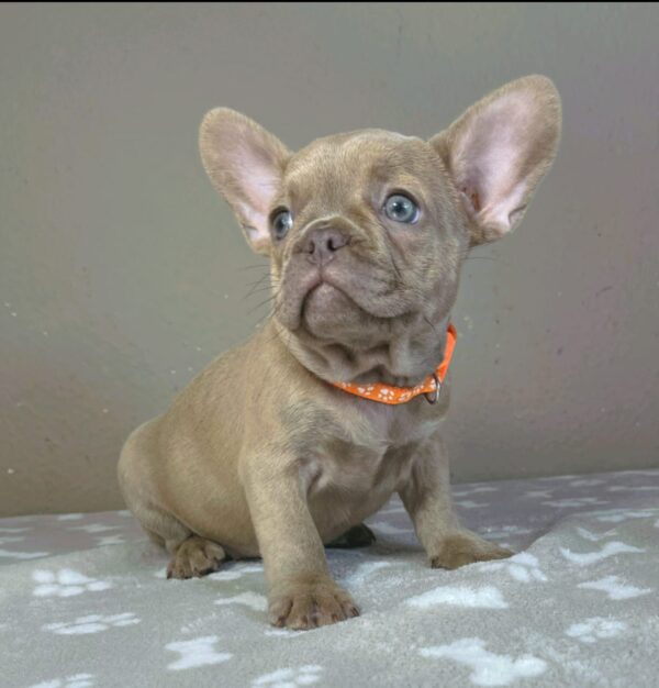 Bonni French Bulldog Bonni French Bulldog