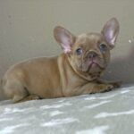 Bonni-female-french-bulldog-puppy-for-sale-1 (4)