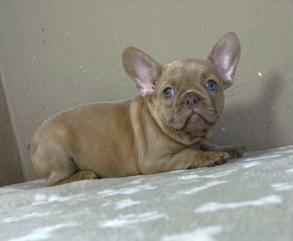 Bonni French Bulldog Bonni French Bulldog