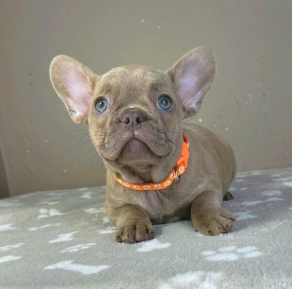 Bonni French Bulldog Bonni French Bulldog