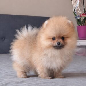 Bono Pomeranian Bono Pomeranian