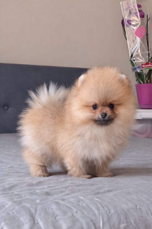 Bono Pomeranian Bono Pomeranian