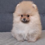 Bono-male-pomeranian-puppy-for-sale- (2)