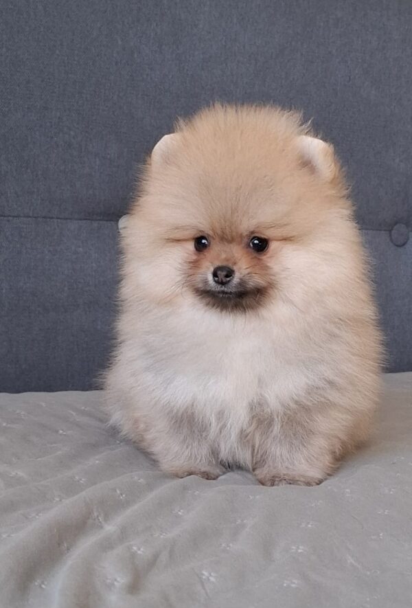 Bono Pomeranian Bono Pomeranian