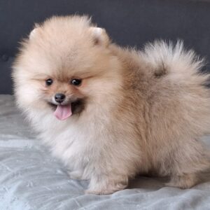 Bono Pomeranian Bono Pomeranian