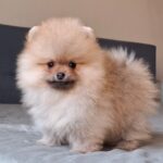 Bono-male-pomeranian-puppy-for-sale- (4)