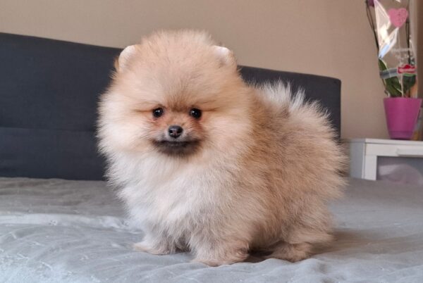 Bono Pomeranian Bono Pomeranian