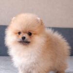 Bono-male-pomeranian-puppy-for-sale- (5)
