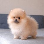 Bono-male-pomeranian-puppy-for-sale- (6)
