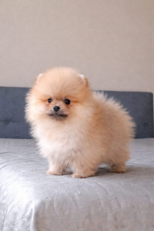 Bono Pomeranian Bono Pomeranian