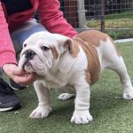Bosco-male-english-bulldog-puppy-for-sale- (1)