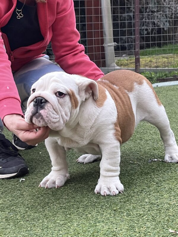 Bosco English Bulldog Bosco English Bulldog