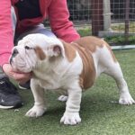 Bosco-male-english-bulldog-puppy-for-sale- (2)