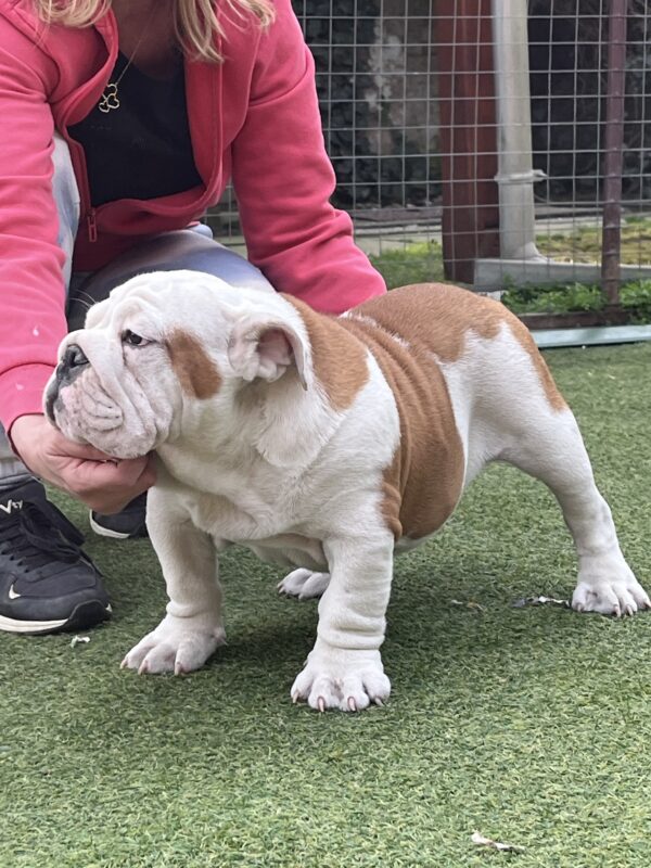 Bosco English Bulldog Bosco English Bulldog