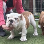 Bosco-male-english-bulldog-puppy-for-sale- (3)