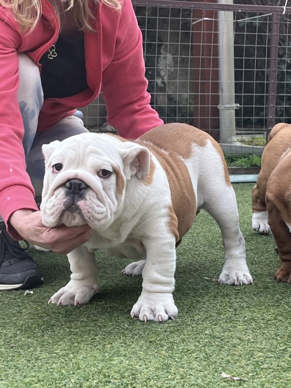 Bosco English Bulldog Bosco English Bulldog