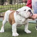 Bosco-male-english-bulldog-puppy-for-sale- (4)