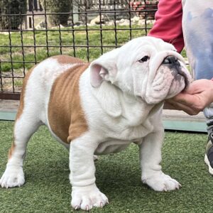Bosco English Bulldog Bosco English Bulldog