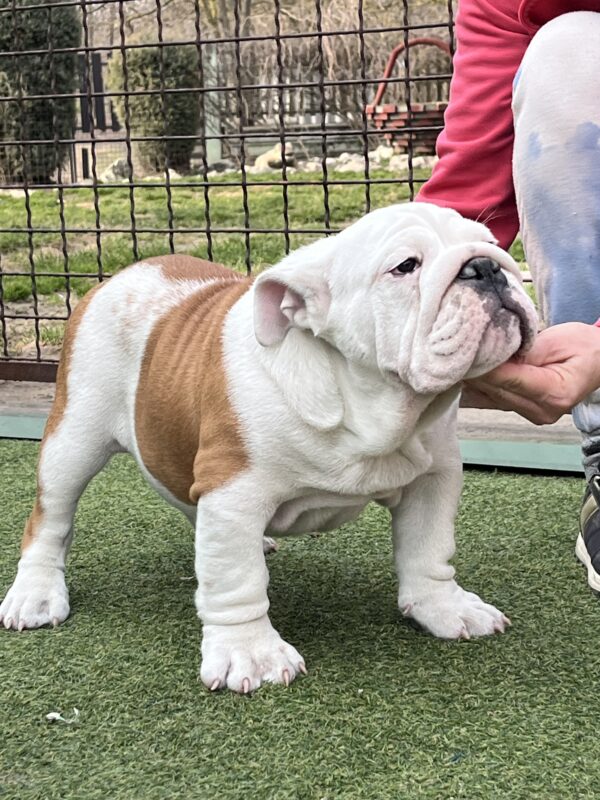Bosco English Bulldog Bosco English Bulldog
