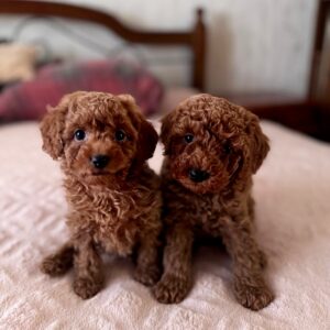 Boys Toy Poodle Boys Toy Poodle
