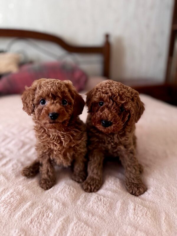 Boys Toy Poodle Boys Toy Poodle