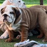 Cameron-female-english-bulldog-puppy-for-sale- (1)
