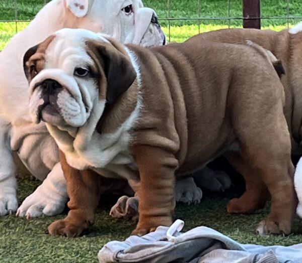 Cameron English Bulldog Cameron English Bulldog