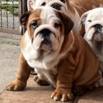 Cameron-female-english-bulldog-puppy-for-sale- (2)