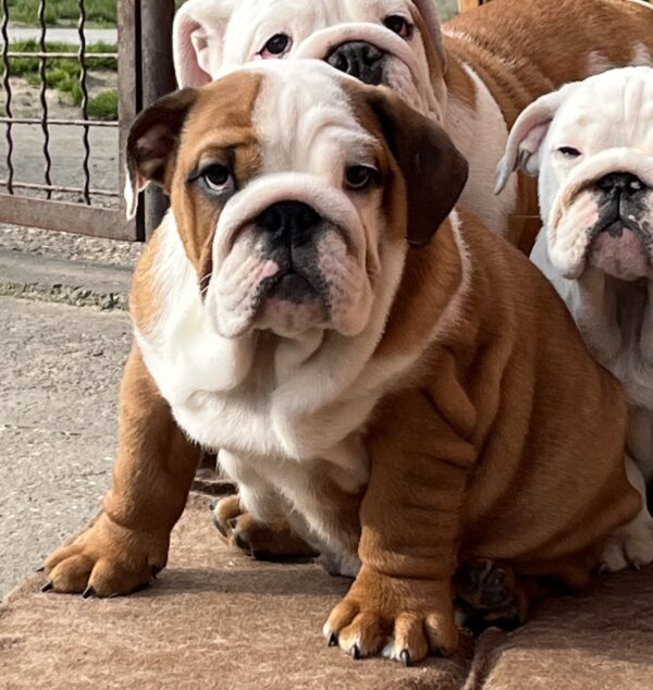 Cameron English Bulldog Cameron English Bulldog