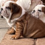 Cameron-female-english-bulldog-puppy-for-sale- (3)