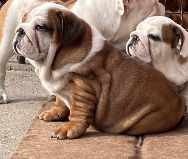 Cameron English Bulldog Cameron English Bulldog