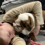 Cameron-female-english-bulldog-puppy-for-sale- (4)