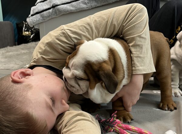 Cameron English Bulldog Cameron English Bulldog