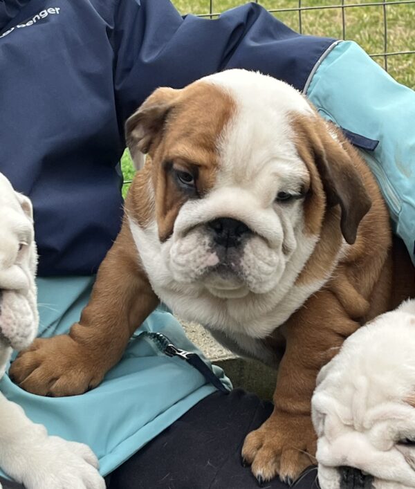 Cameron English Bulldog Cameron English Bulldog