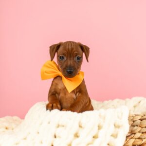 Capone Miniature Pinscher Capone Miniature Pinscher