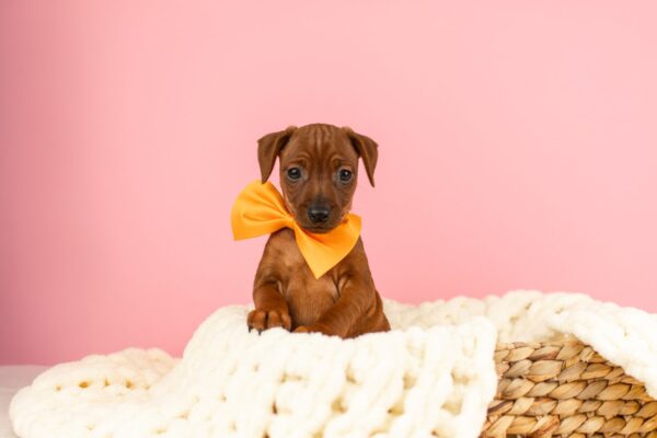 Capone Miniature Pinscher Capone Miniature Pinscher