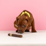 Capone-male-Miniature-pinscher-puppy-for-sale-2