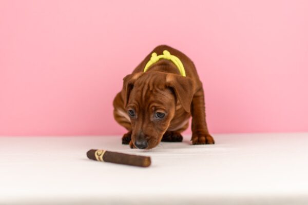 Capone Miniature Pinscher Capone Miniature Pinscher