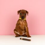 Capone-male-Miniature-pinscher-puppy-for-sale-3