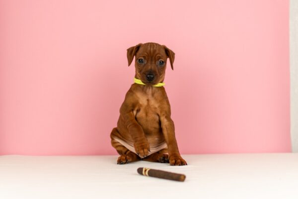 Capone Miniature Pinscher Capone Miniature Pinscher