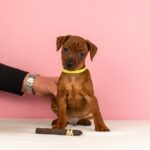 Capone-male-Miniature-pinscher-puppy-for-sale-4