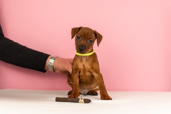 Capone Miniature Pinscher Capone Miniature Pinscher