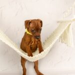 Capone-male-Miniature-pinscher-puppy-for-sale-5