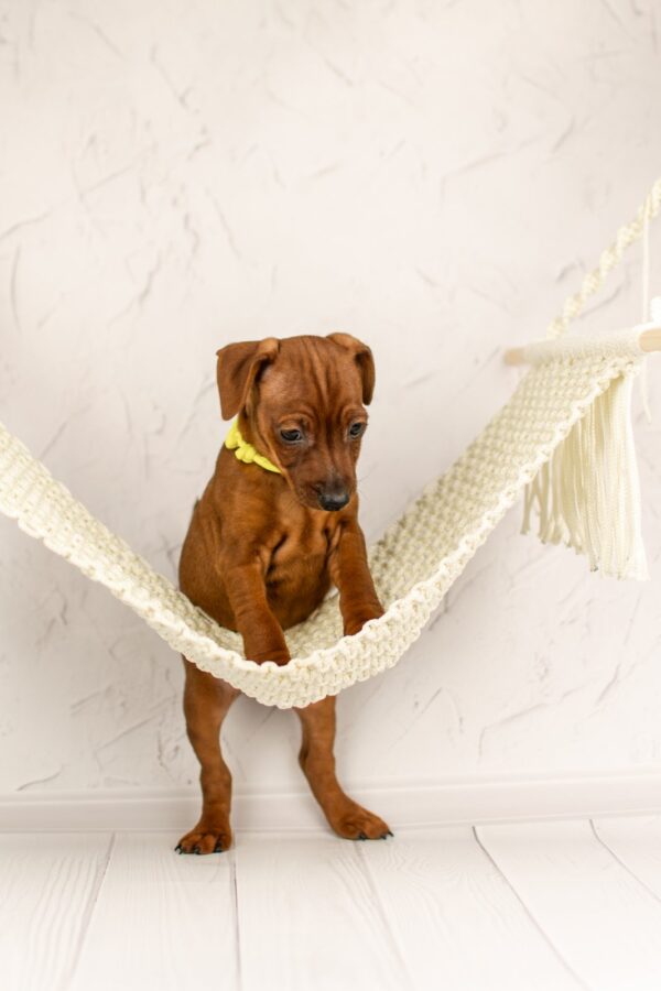 Capone Miniature Pinscher Capone Miniature Pinscher