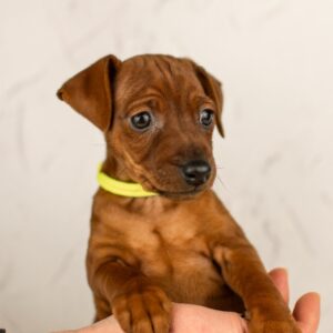 Capone Miniature Pinscher Capone Miniature Pinscher